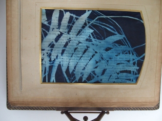 Cyanotype of tracing paper